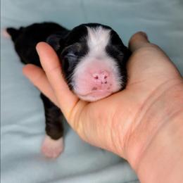 Rain - Black tri female Miniature Australian Shepherd puppy in Harrisonville, Missouri from Trailside Mini Aussies