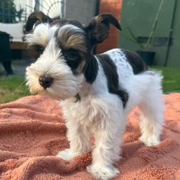 Freya - Liver female Miniature Schnauzer puppy in La Mirada, California from SchnauzersRus