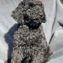 Ferrari - Black female Schnoodle puppy in Pleasanton, Texas from Gooch Canines (Giant Schnoodles)