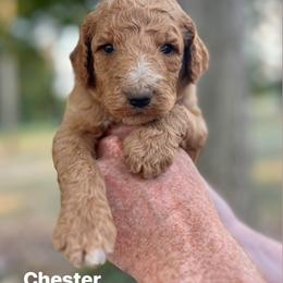 Chester - Apricot male Poodle puppy in Athens, Georgia from Alexander’s Standard Poodles