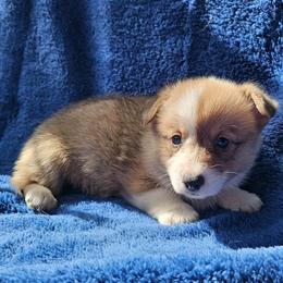 Yoshi - Red male Pembroke Welsh Corgi puppy in Castle Rock, Washington from Heckman Corgis