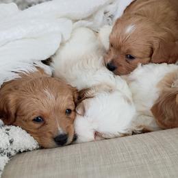 Cavapoos from A&J Cavapoos