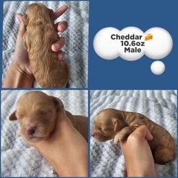 Cheddar - Golden male Cockapoo puppy in Zanesville, Ohio from Meghan McKay