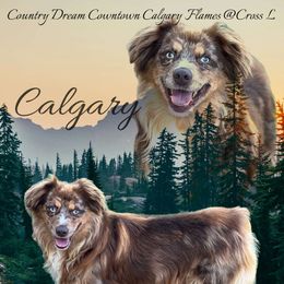 Calgary - Miniature Australian Shepherd
