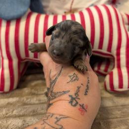 Wrangler - Dapple male Dachshund puppy in Barnard, Missouri from KB Doxies