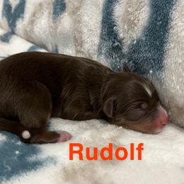 Rudolf - Red Miniature Australian Shepherd puppy in Texas from Backwood Trails Australian Shepherds