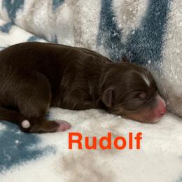 Rudolf - Red Miniature Australian Shepherd puppy in Texas from Backwood Trails Australian Shepherds