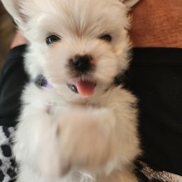 Maltese Puppies from My Precious pups