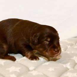 Miniature Australian Shepherd Puppies from Raised Right Pups