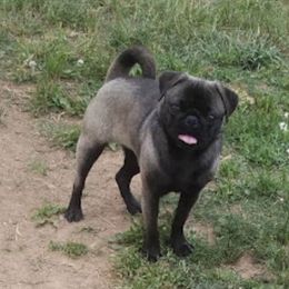 Priscilla - Pug