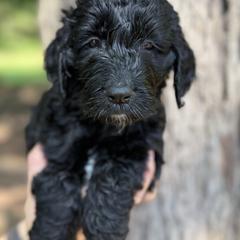 Hazel - Black and white female Springerdoodle puppy in Statham, Georgia from Georgia Springerdoodles