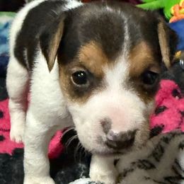 Girl 4 - Tri-color female Jack Russell Terrier puppy in Yakima County, Washington from Saddle Rock Kennels