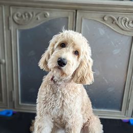 Assorted Doodle Crosses and Goldendoodle Puppies from Wake Forest Darling Doodles
