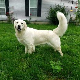 Bailey  - Golden Retriever