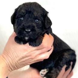 Acacia - Black and tan female Assorted Doodle Crosses puppy in Kansas City, Missouri from Beary GoldenDoodles