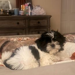 Winston Gunner Coltrane - Black and white male Shih Tzu puppy in Durham, North Carolina from The 🐾 Tang Clan Chronicle & Nursery