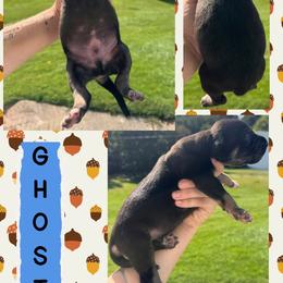 Ghost - Black male Great Dane puppy in Wellsville, New York from Prophecy Danes