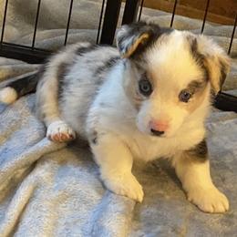 Poppet - Blue merle and white female Cardigan Welsh Corgi puppy in Brookings, Oregon from Dragonfly Cardigans