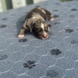 Wilma - Red merle female Australian Shepherd puppy in Laotto, Indiana from Circle B working Aussies