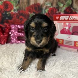 Hugs - Tri-color male Bernedoodle puppy in Lake Panasoffkee, Florida from Donnas Deluxe Doodles LLC