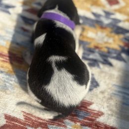Lacey - Blue ticked and tan female Bluetick Coonhound puppy in Mount Pleasant, Texas from Harmons Hounds