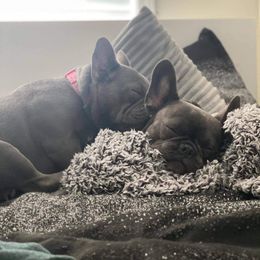 French Bulldog Puppies from NC French Kiss-A-Bulls