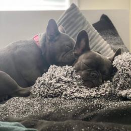 French Bulldog Puppies from NC French Kiss-A-Bulls