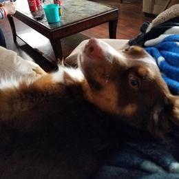 Australian Shepherd All Grown Up from T&L Wolfe Australian Shepherd