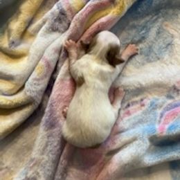 Chihuahua Puppies from Hawk's Eye Homestead