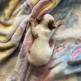 Chihuahua Puppies from Hawk's Eye Homestead