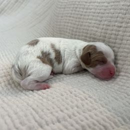 Girl 2 - Blenheim female Cavapoo puppy in Glendale, Arizona from Dashing Dogs