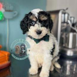 Coal - Black and white male Sheepadoodle puppy in Marion, Ohio from Doodles & Doxies