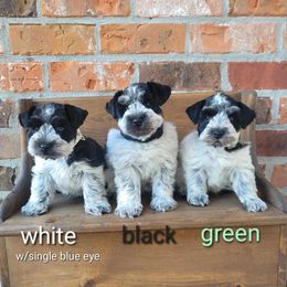 Miniature Schnauzer Puppies from B & B Miniature Schnauzers