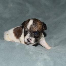 Ina Girl 1 - White and tan female Russell Terrier puppy in Middletown, Virginia from DBF Russell Terriers