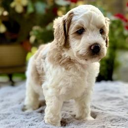 Orange Collar - Apricot male Australian Labradoodle puppy in Coeur D'alene, Idaho from Lake City Labradoodles