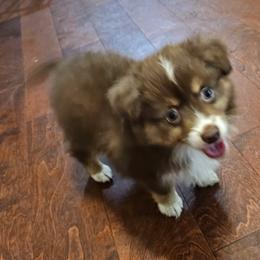 Miniature Australian Shepherd and Toy Australian Shepherd Puppies from The Stanley's Little Aussies