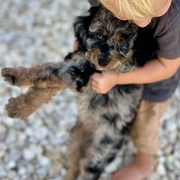 Everest - Blue merle female Aussiedoodle puppy in Liberty, Texas from Poodles and Doodles Most Excellent Adventures