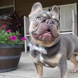 French Bulldogs from The Frenchie Manor