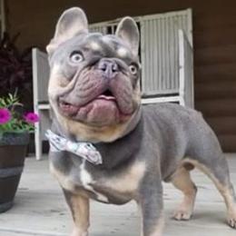 French Bulldogs from The Frenchie Manor