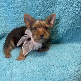 PRINCESS - Chocolate and tan female Yorkshire Terrier puppy in Shelton, Washington from Cute Yorkies