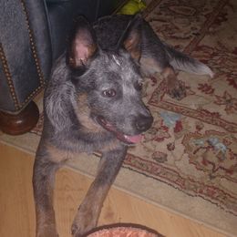 Australian Cattle Dog and Labrador Retriever Puppies from Trinity C Australian Cattle Dogs and Silver Labradors