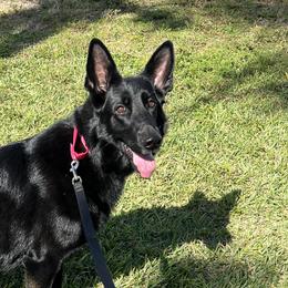Winnie - German Shepherd
