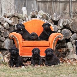Labrador Retriever Puppies from Big Sky Labradors