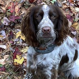 English Springer Spaniels from Hoppin Honey Homestead