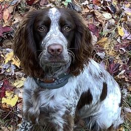 English Springer Spaniels from Hoppin Honey Homestead