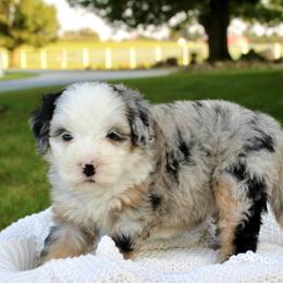 Willow-BLUE EYE - Blue merle female Bernedoodle puppy in Apple Creek, Ohio from Cuddle Paws
