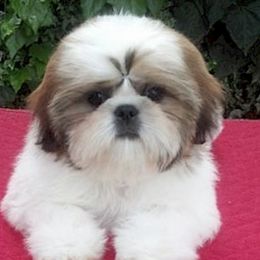 Shih Tzus from Stacey B's