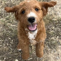 Goldendoodles from Bighorn Doodles