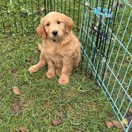 Ben - Apricot male Goldendoodle puppy in Strasburg, Virginia from Shenandoah Valley Doodles