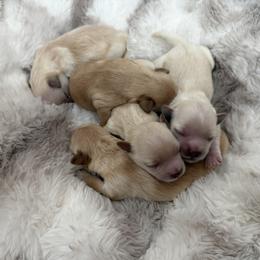 Maltipoo puppies from Marci's Maltipoos